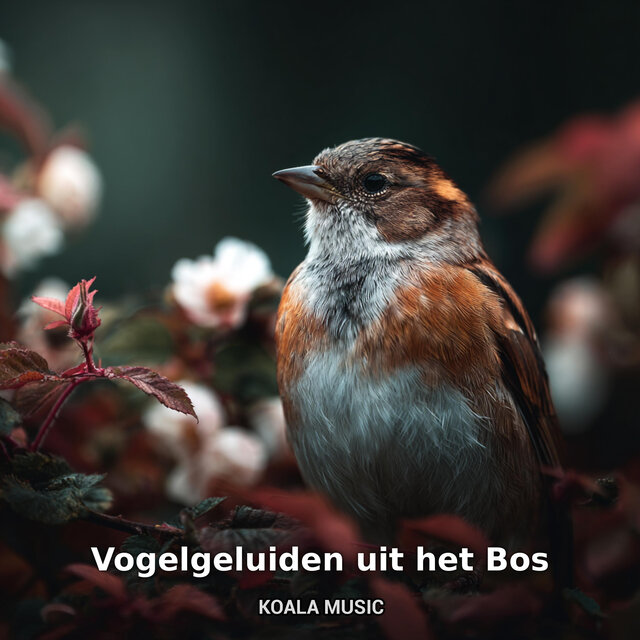 Vogelgeluiden uit het Bos