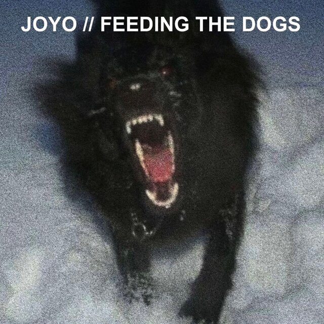 feeding the dogs