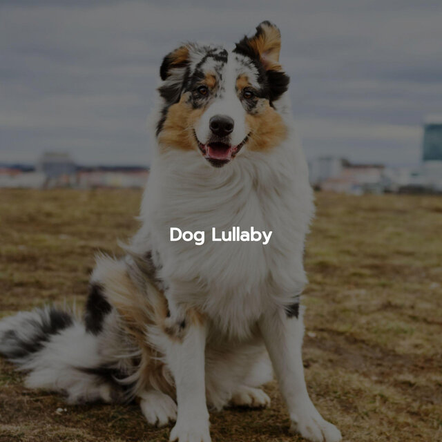 Dog Lullaby