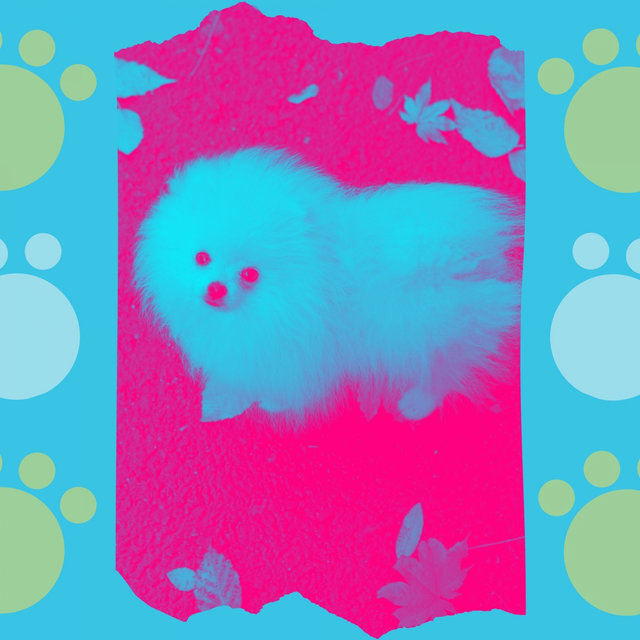 Harp Music - Bgm for Doggy Naptime