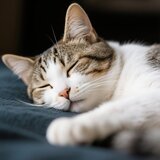 Vibes for Cats' Tranquility