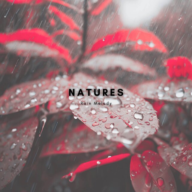 Gentle Rainfall in the Wilderness by Natures Rain Melody on TIDAL
