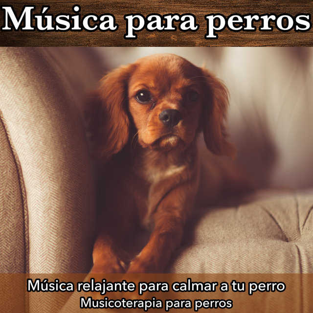 Musica Para Perros Musica Relajante Para Calmar A Tu Perro Musicoterapia Para Perros By Dog Music Dreams On Tidal