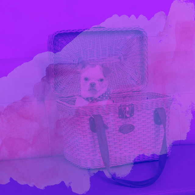 Easy Listening Guitar - Music for Energetic Dogs