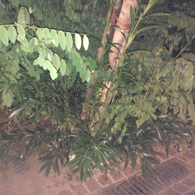 Των Πικρών Υπνωτικών