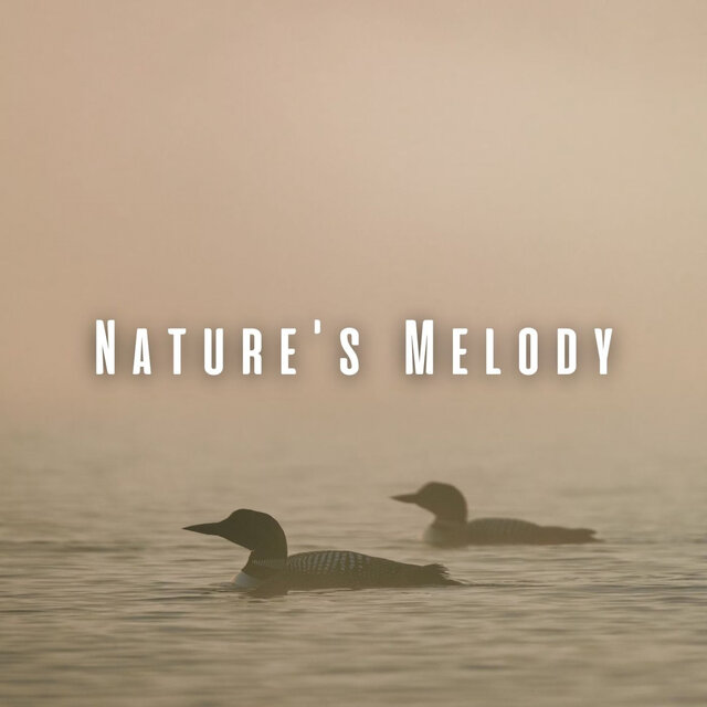 Nature's Melody: Loon Sounds for a Healing Massage ASMR