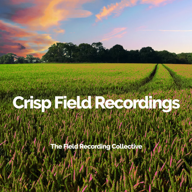 Crisp Field Recordings