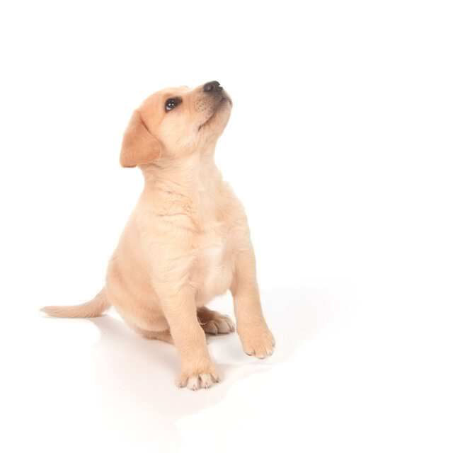Wagging Soul Jazz: Piano for Doggy Delight