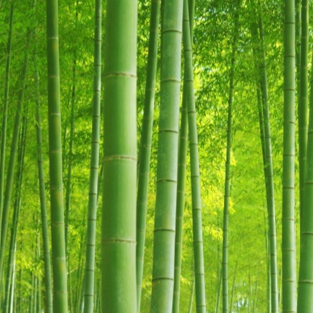竹やぶ咲けた