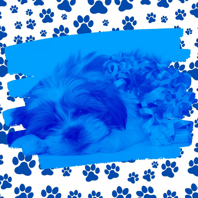 Music for Resting Pups - Divine Acoustic Guitar