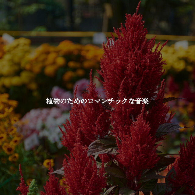 植物のためのロマンチックな音楽