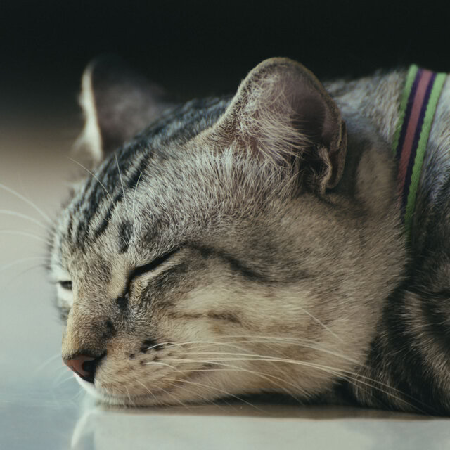 Catnap Zenith: Ambient Waterside Harmony