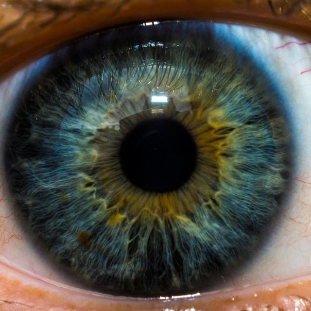 Iris