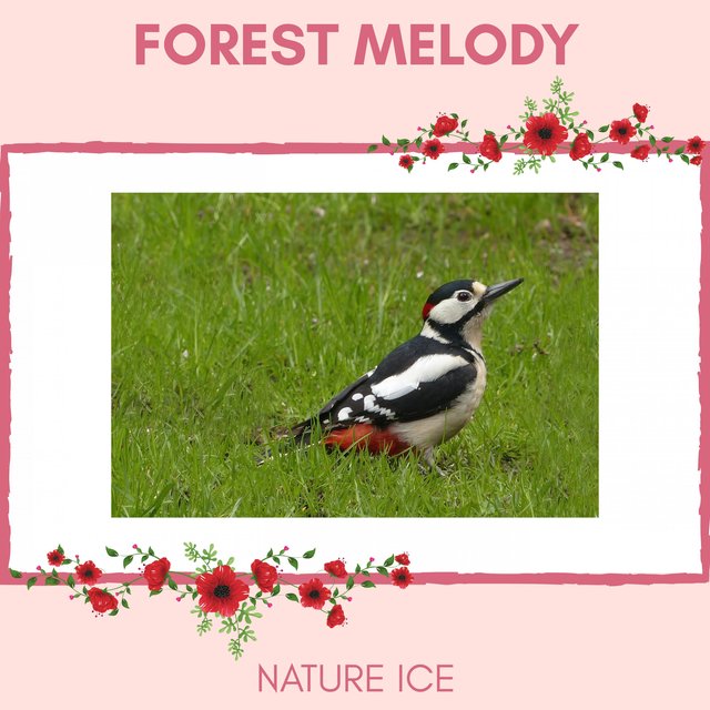 Forest Melody - Nature Ice
