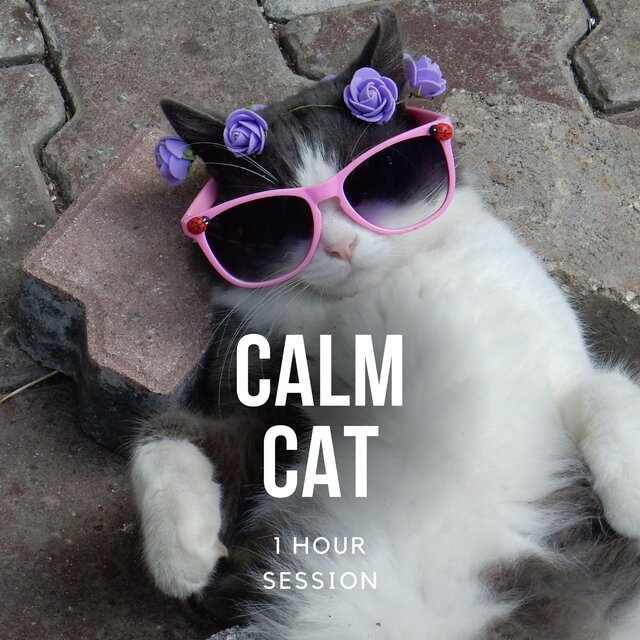 Calming Music for Cats, 1 Hour Session
