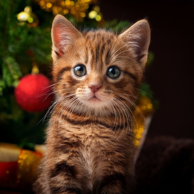 Orquesta Para Gatos: Ritmos Relajantes Para Tus Amigos Felinos