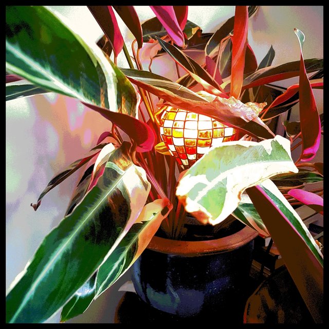 Calathea