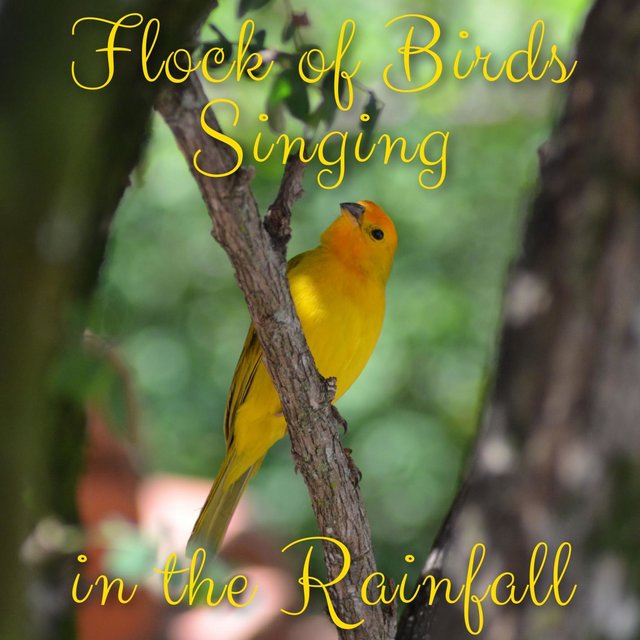 Flock of Birds Singing in the Rainfall