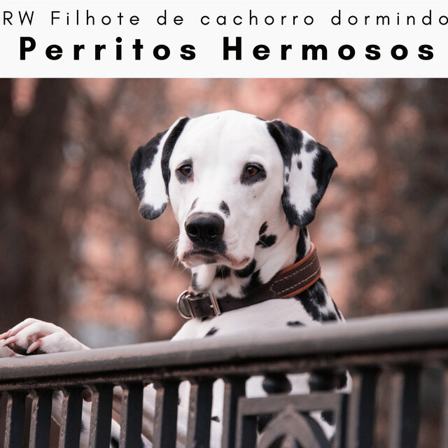 2 0 2 3 Perritos Hermosos