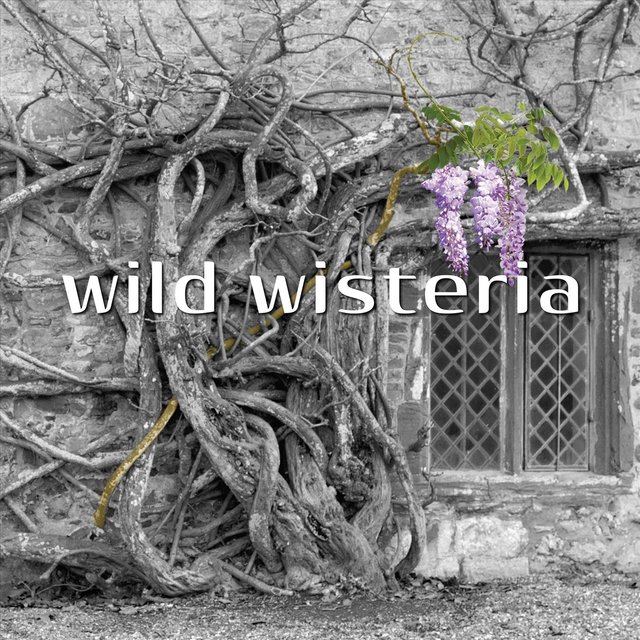 Wild Wisteria