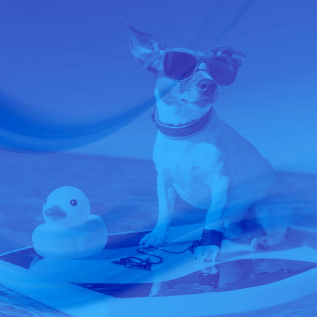 Music for Calming Your Dog - Simple Acoustic Guitar