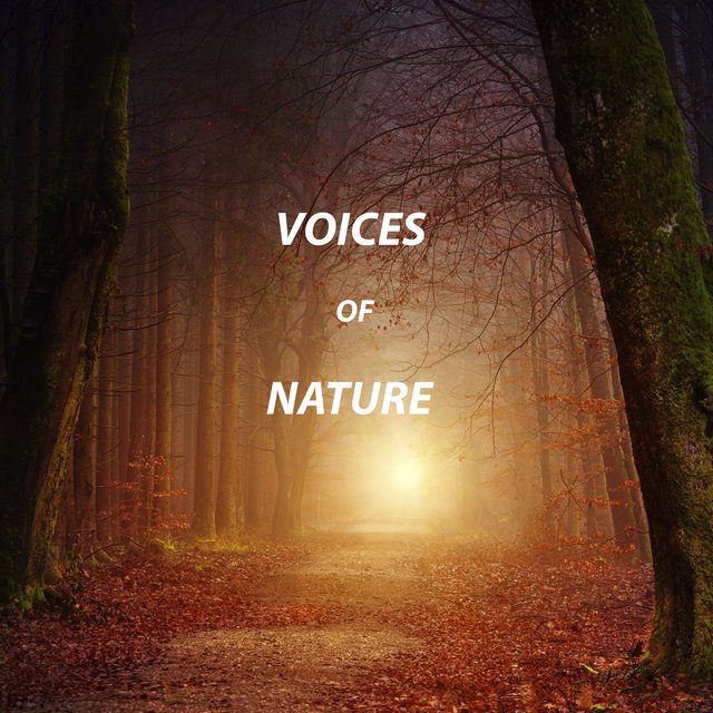 Voices of Nature