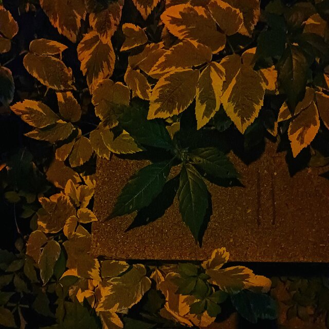 Smoke Leaves (feat. George Olivier)