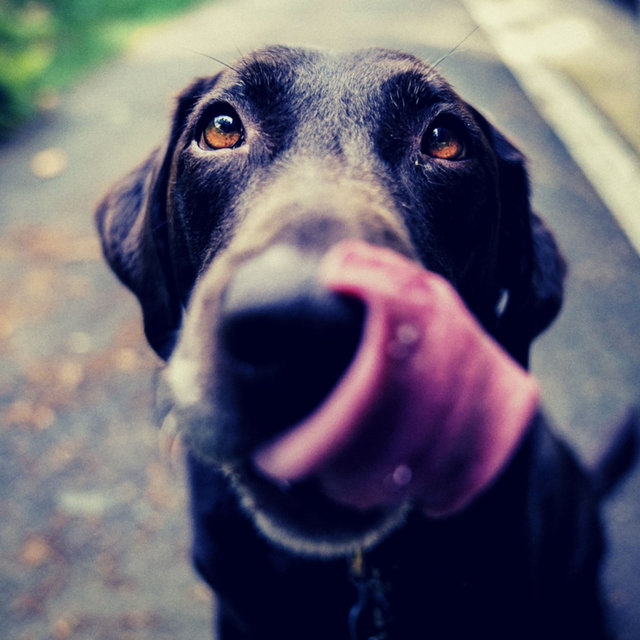 Background Music (Dog Anxiety)