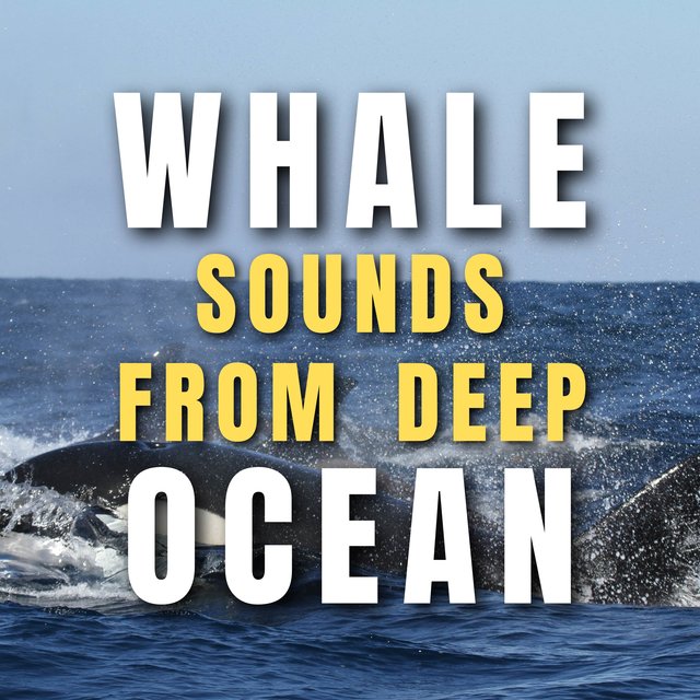 Whale sounds from Deep Ocean