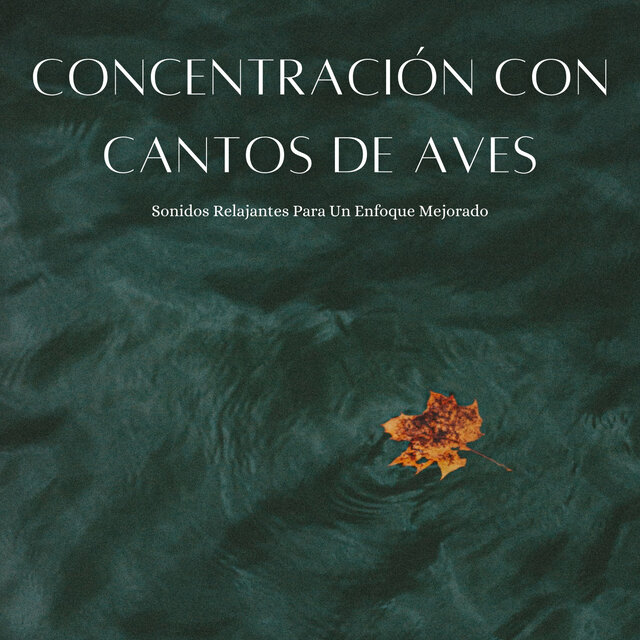 Concentración Con Cantos De Aves: Sonidos Relajantes Para Un Enfoque Mejorado