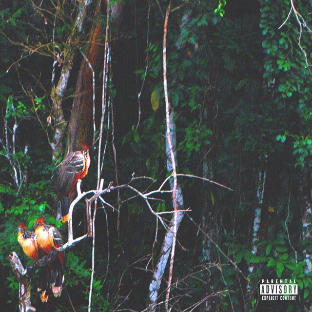 Jungle Boy