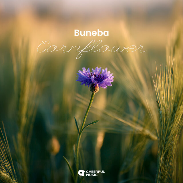 Cornflower