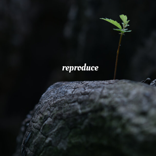 Reproduce