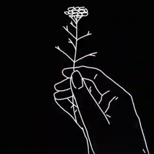 The Lotus Eaters