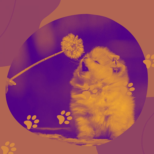 Glorious Harp Music - Bgm for Resting Pups