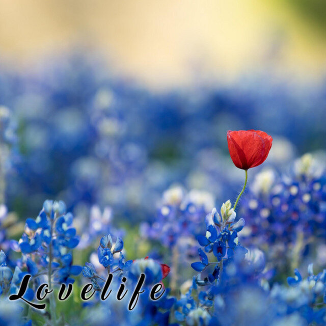 lovelife