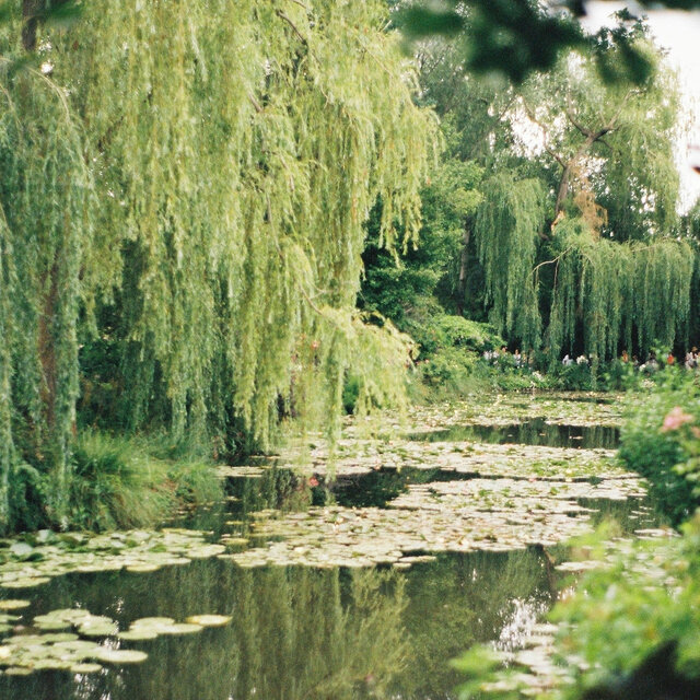 Willow Tree