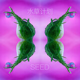 Seed