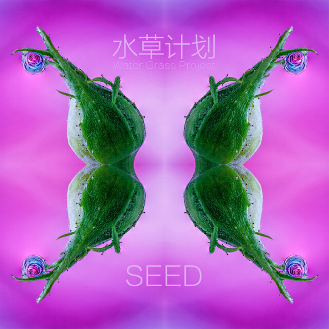 Seed
