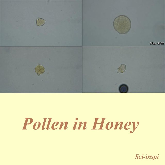 Pollen in Honey
