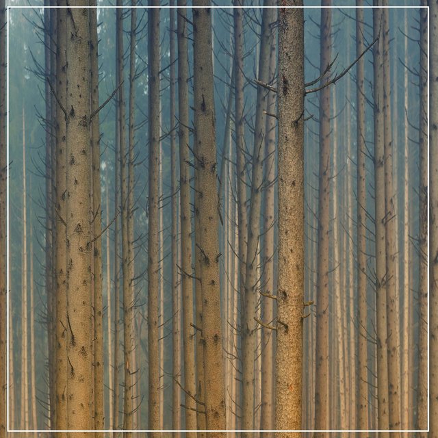 Stability (meditation)