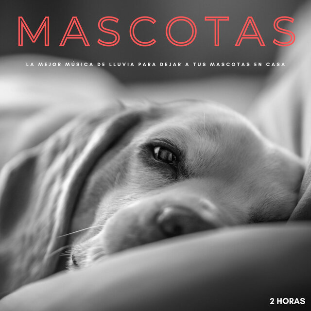 Mascotas: La Mejor Música De Lluvia Para Dejar A Tus Mascotas En Casa - 2 Horas