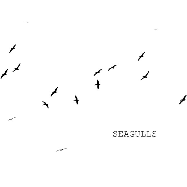 Seagulls