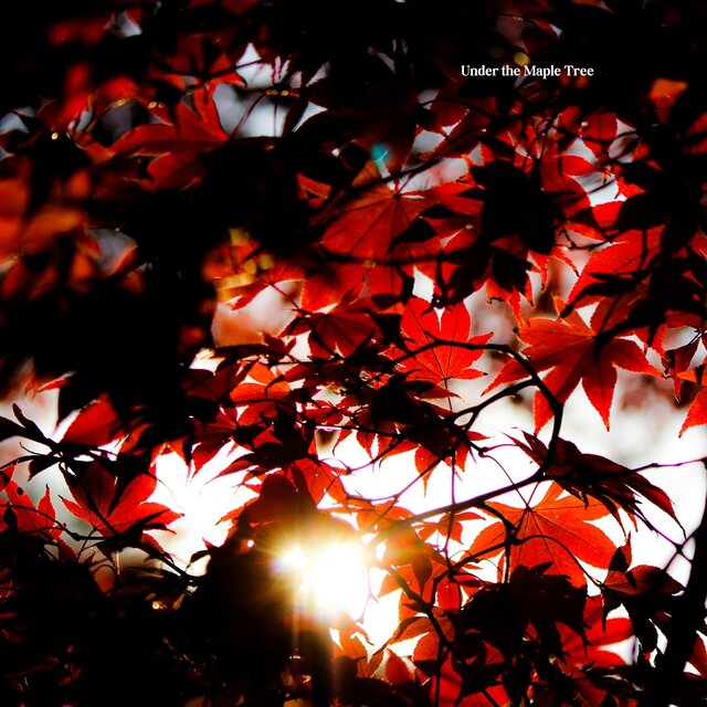 Under the Maple Tree