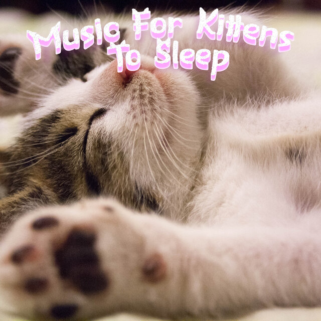 Sleep Music For Cats Try It Today & Calm Your Cat