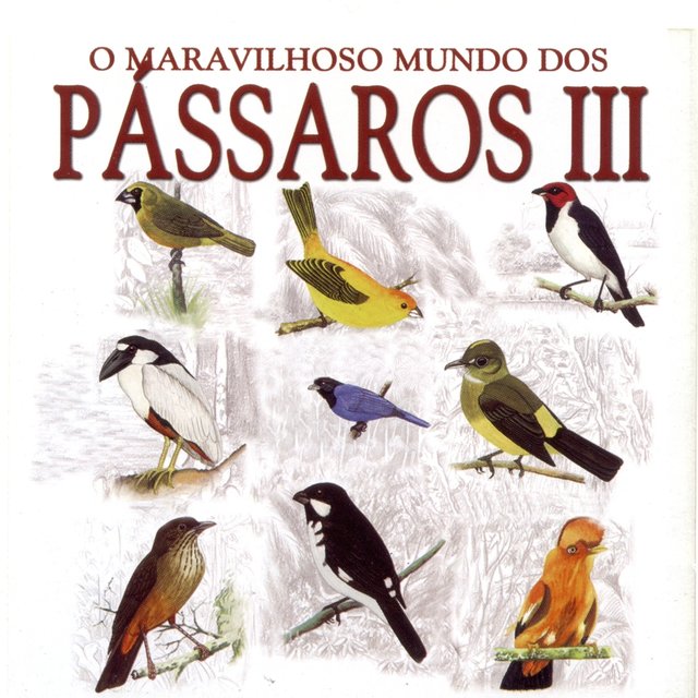 O Maravilhoso Mundo dos Pássaros – Volume 3