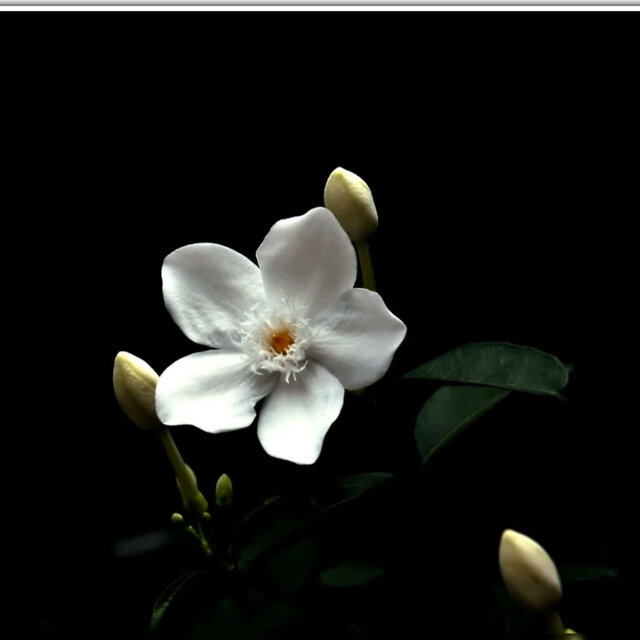 FLORA