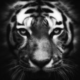 Carnivores