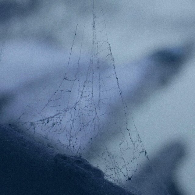 bug guts