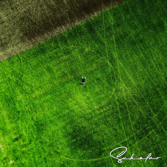Where the Grass Is Greenest